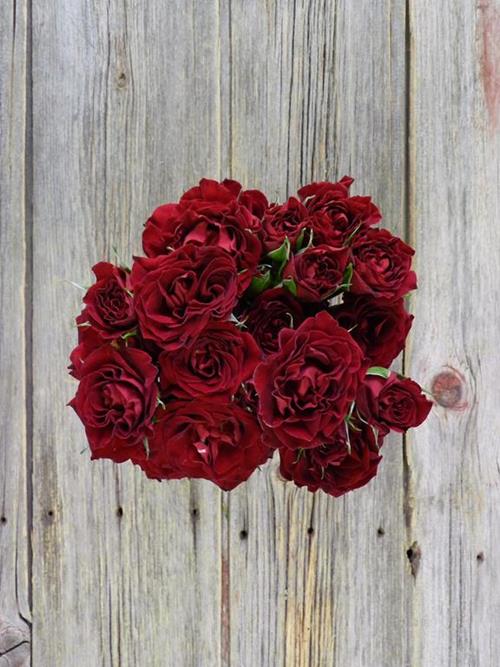 RED MIKADO  SPRAY ROSES